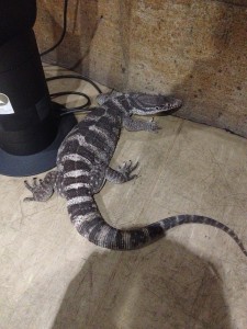 Kings Canyon & Alice Springs-084